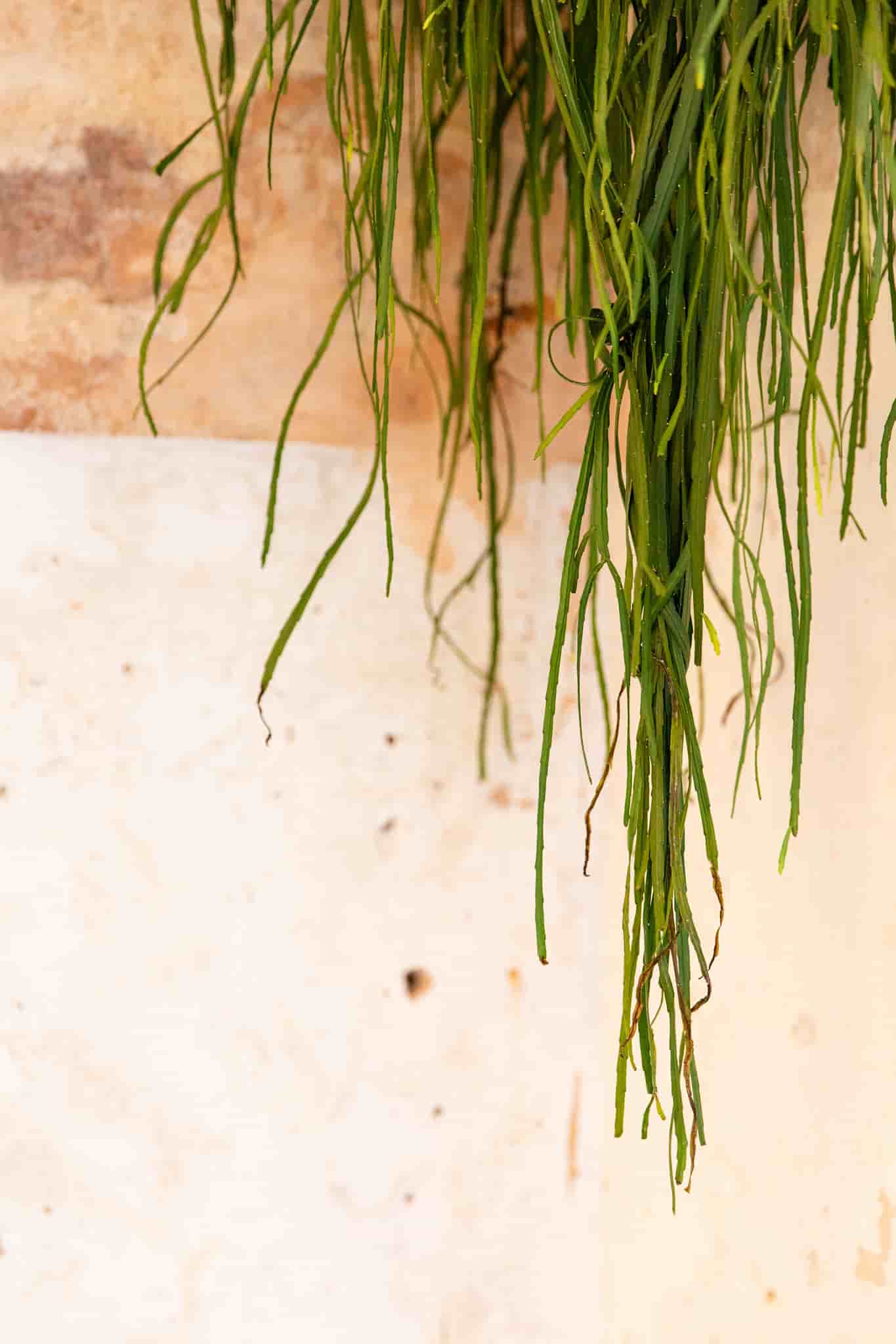 Hanging plant by Ellen Richardson